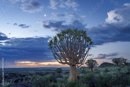 Quiver tree or kokerboom (Aloidendron dichotomum formerly Aloe dichotoma) Kenhardt, Northern Cape, South Africa. photo