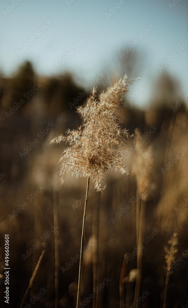 Obraz premium Pampas grass in the morning