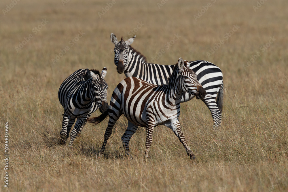 Zebra hanging around on the savanna of the Masai Mara Game Reserve in Kenya Zebra hanging around on the savanna of the Masai Mara Game Reserve in Kenya