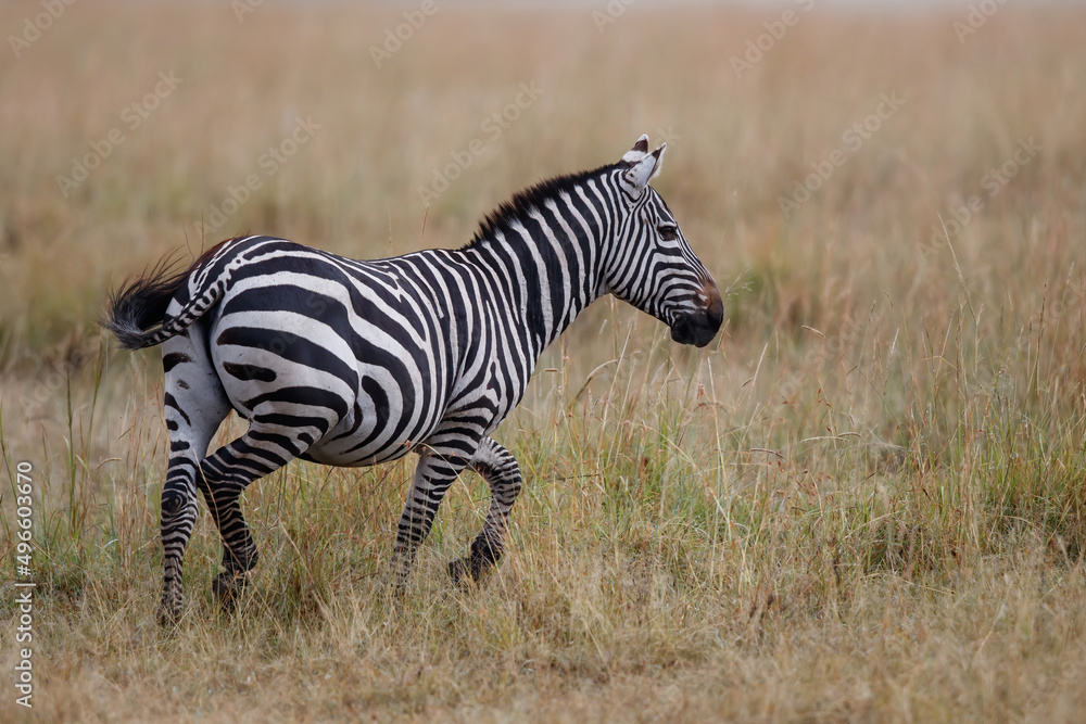 Obraz premium Zebra hanging around on the savanna of the Masai Mara Game Reserve in Kenya