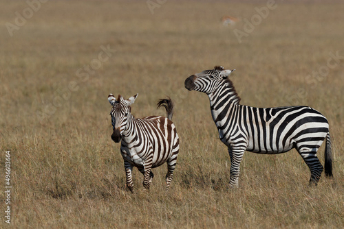 Zebra hanging around on the savanna of the Masai Mara Game Reserve in Kenya