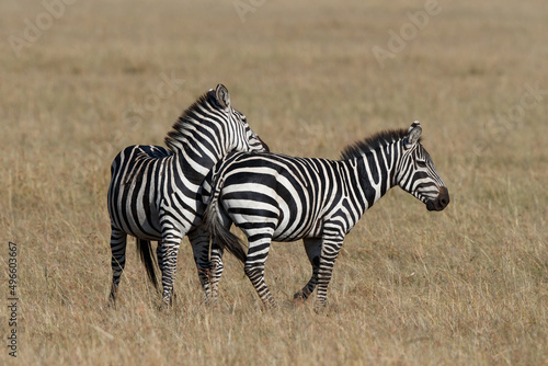 Zebra hanging around on the savanna of the Masai Mara Game Reserve in Kenya