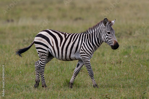 Zebra hanging around on the savanna of the Masai Mara Game Reserve in Kenya