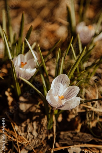 rocuses in spring landscape photo