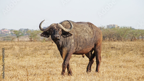 African buffalo grazes on the grass. Buffalo on green grass in the savannah in Kenya National Park. Buffalo in the middle of the African savannah. The big bull is coming.