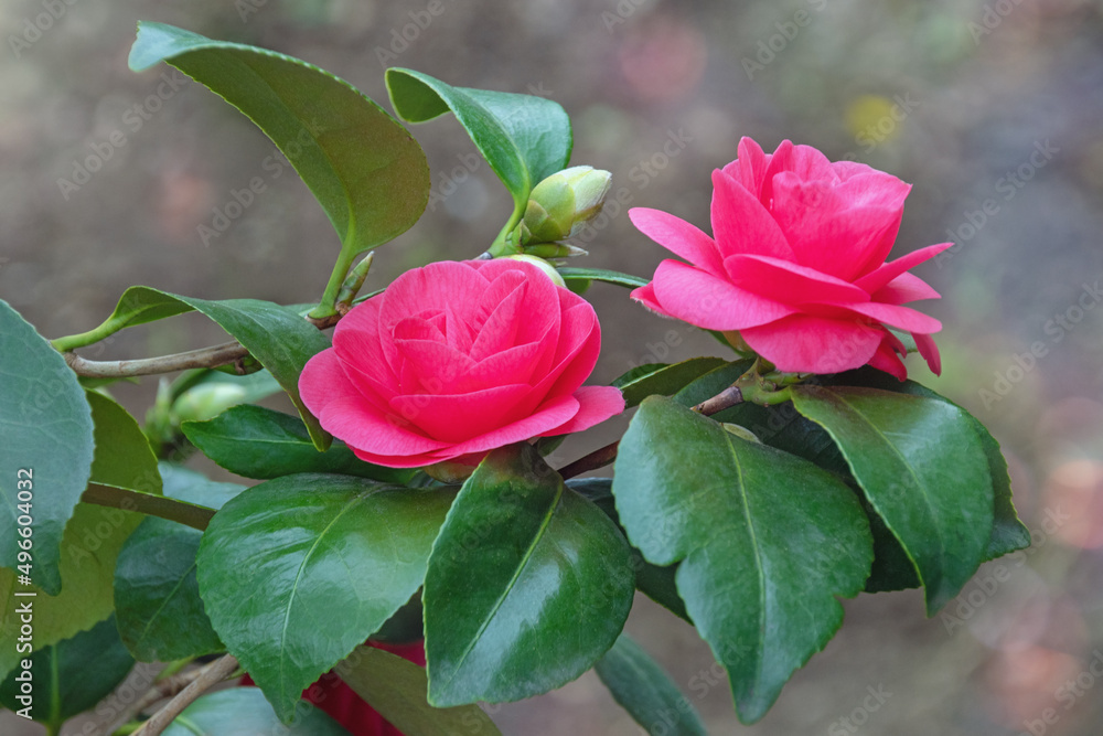 Spring flowers. Branch of camellia with leaves and flowers in garden Spring flowers. Branch of camellia with leaves and flowers in garden