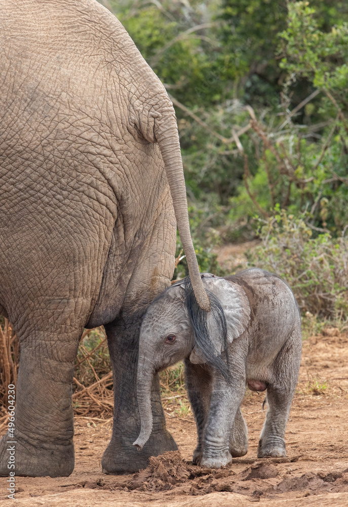 Fototapeta premium Tiny elephant calf with mother, Addo Elephant National Park 