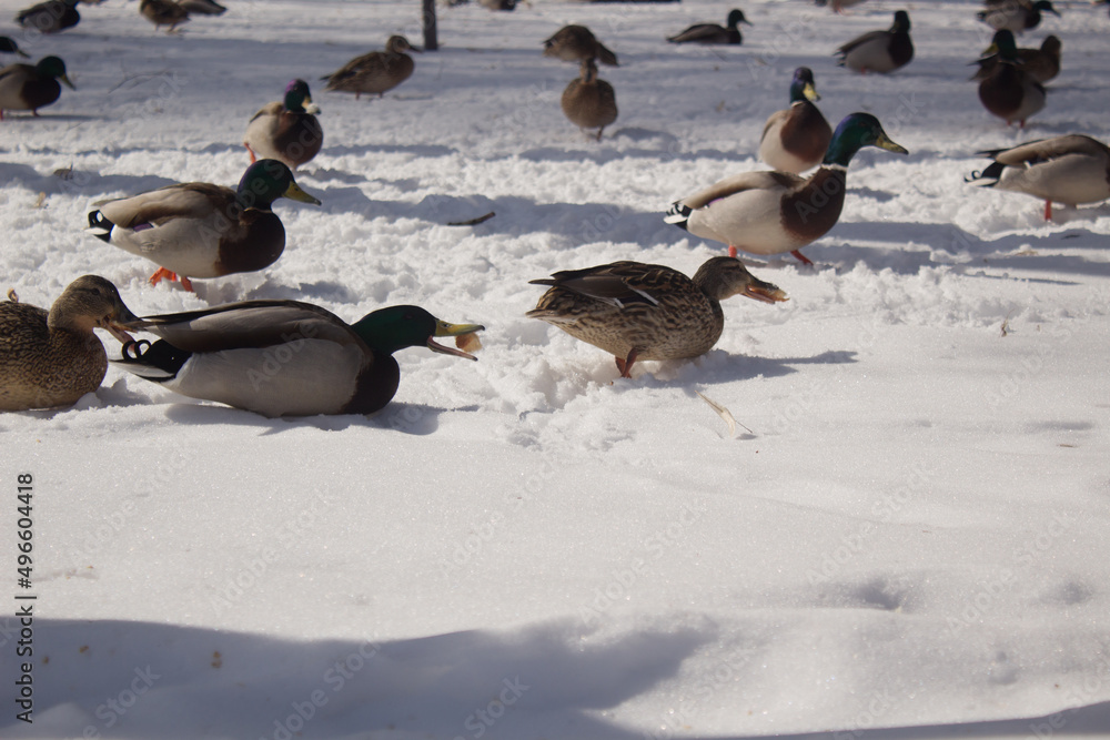 Fototapeta premium Portrait of male mallard duck Anas platyrhynchos feeding on the snow. Wild duck sunbathing on the ice of a frozen lake.