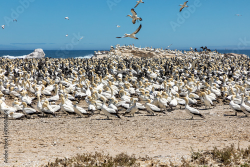 Flock of Cape Gannets at Bird Island in lamberts Bay South Africa. Some gannets are resting and others are flying 