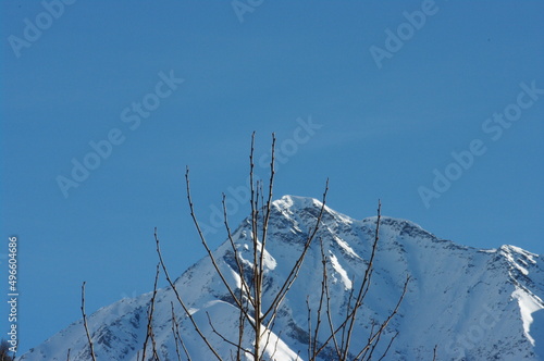 Cima nevosa con albero photo