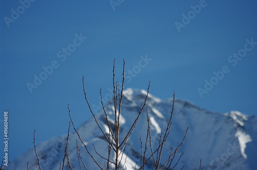 Cima nevosa con albero photo