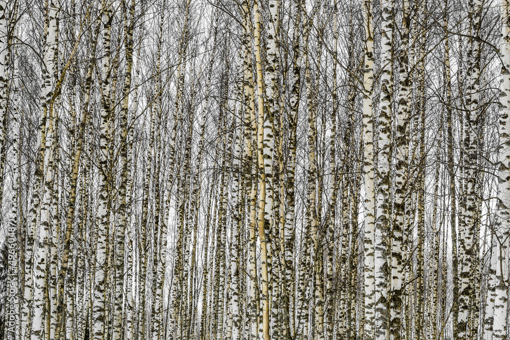 Black and white photo of birch grove in autumn-winter-spring 