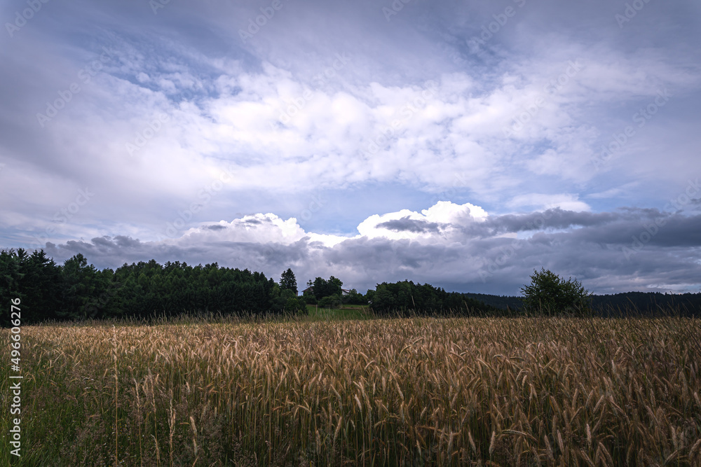 Grain field of wheat. wheat field. Landscape of golden ripe wheat under sunlight. Rich harvest. Agriculture Bavaria Germany.