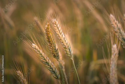 Close up of ripe grain. wheat field. Landscape of golden ripe wheat under sunlight. Rich harvest. Agriculture Bavaria Germany.