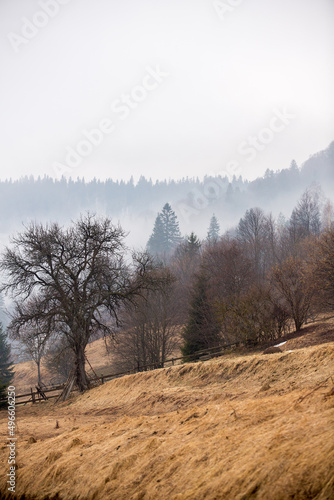 Morning valley with forest and fog. Mystic pine forest in the mountains with mist above trees.