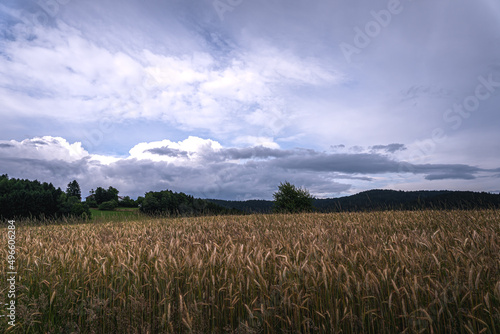 Grain field of wheat. wheat field. Landscape of golden ripe wheat under sunlight. Rich harvest. Agriculture Bavaria Germany.