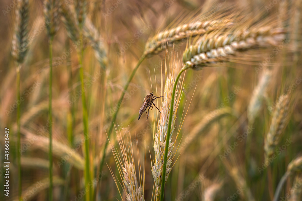 Close up of ripe grain. wheat field. Landscape of golden ripe wheat under sunlight. Rich harvest. Agriculture Bavaria Germany. Close up of ripe grain. wheat field. Landscape of golden ripe wheat under sunlight. Rich harvest. Agriculture Bavaria Germany.
