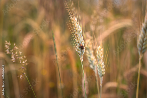 Grain field of wheat. wheat field. Landscape of golden ripe wheat under sunlight. Rich harvest. Agriculture Bavaria Germany.