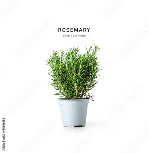 Fresh rosemary on white background. Herbs in pots. © ifiStudio