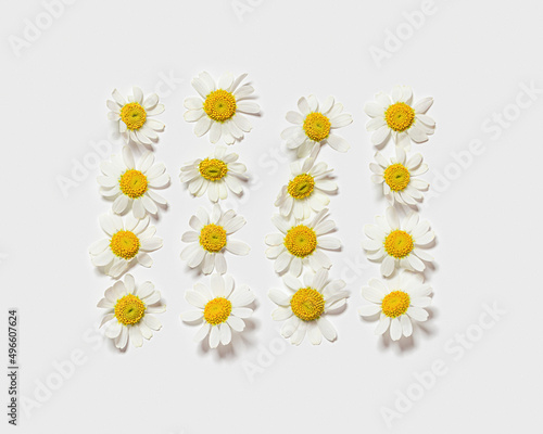 Natural summer chamomile flowers, minimal floral pattern on white background. Layout with fresh white daisy blossoms. Spring nature concept, summer seasonal field flower, top view card