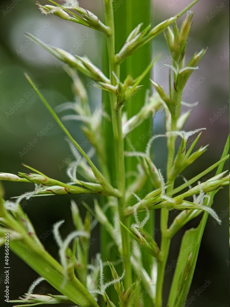macro photo of small unique plants macro photo of small unique plants