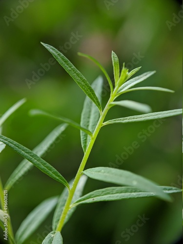 macro photo of small unique plants
