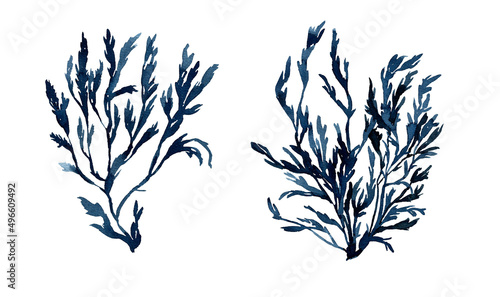 Watercolor seaweed. Hand painted illustration of algae. Blue water plant. High quality illustration