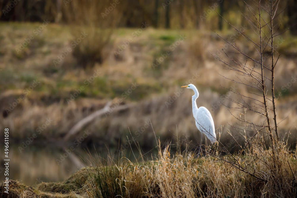 Obraz premium A great white egret at fishing 
