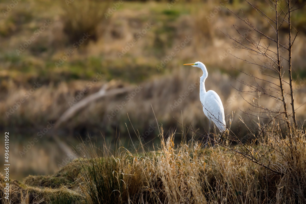 A great white egret at fishing	