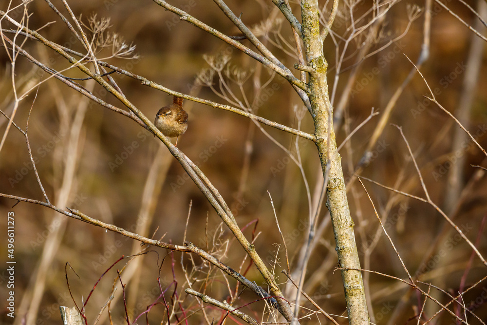 Eurasien Wren in the wild Eurasien Wren in the wild