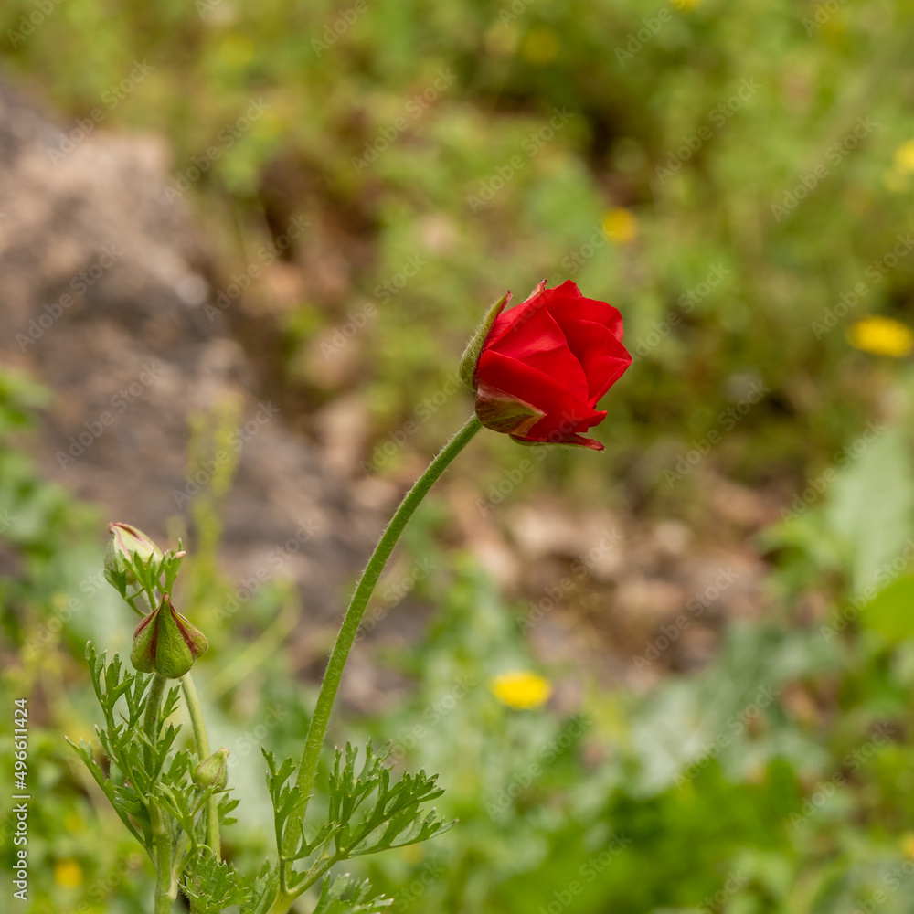 Fototapeta premium Beautiful wild red Anemone growing in wooded area in Israel