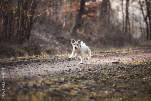 Parson Russell Terrier rennt galoppiert über einen Weg im Wald