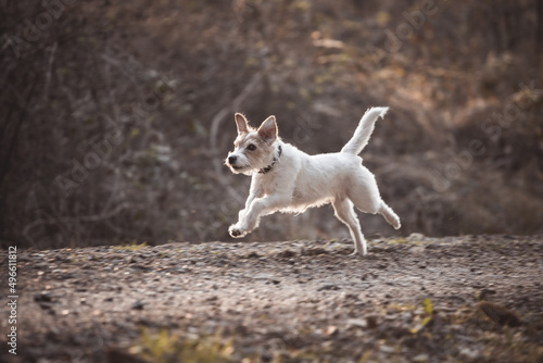 Parson Russell Terrier rennt galoppiert über einen Weg im Wald