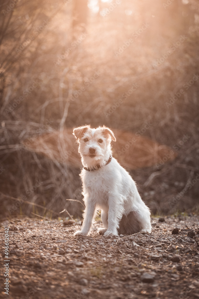 Parson Russell Terrier im Portrait