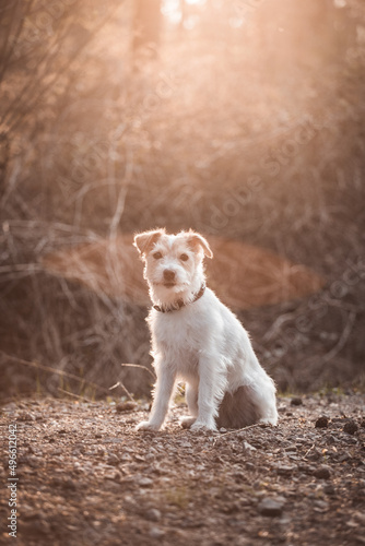 Fototapeta Naklejka Na Ścianę i Meble -  Parson Russell Terrier im Portrait