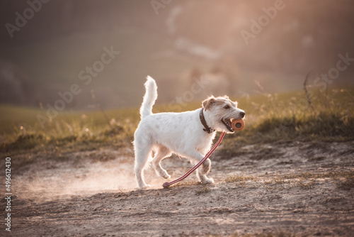 Parson Russell Terrier apportiert