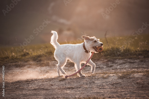 Parson Russell Terrier apportiert