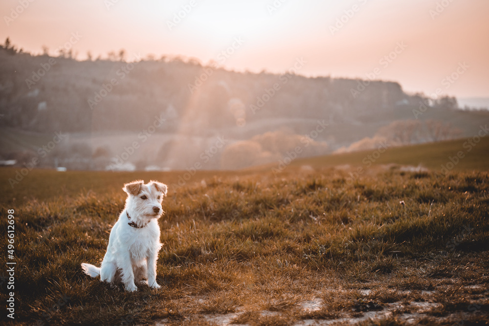 Parson Russell Terrier im Portrait