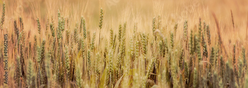 Wheat filed in golden hour 
