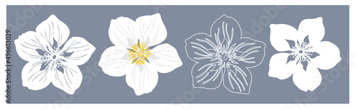 Canvas-taulu Jasmine flowers