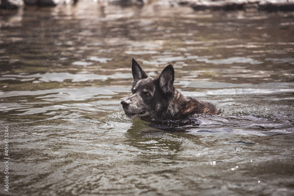 Schwarzer Schäferhund beim Schwimmen und Apportieren Schwarzer Schäferhund beim Schwimmen und Apportieren