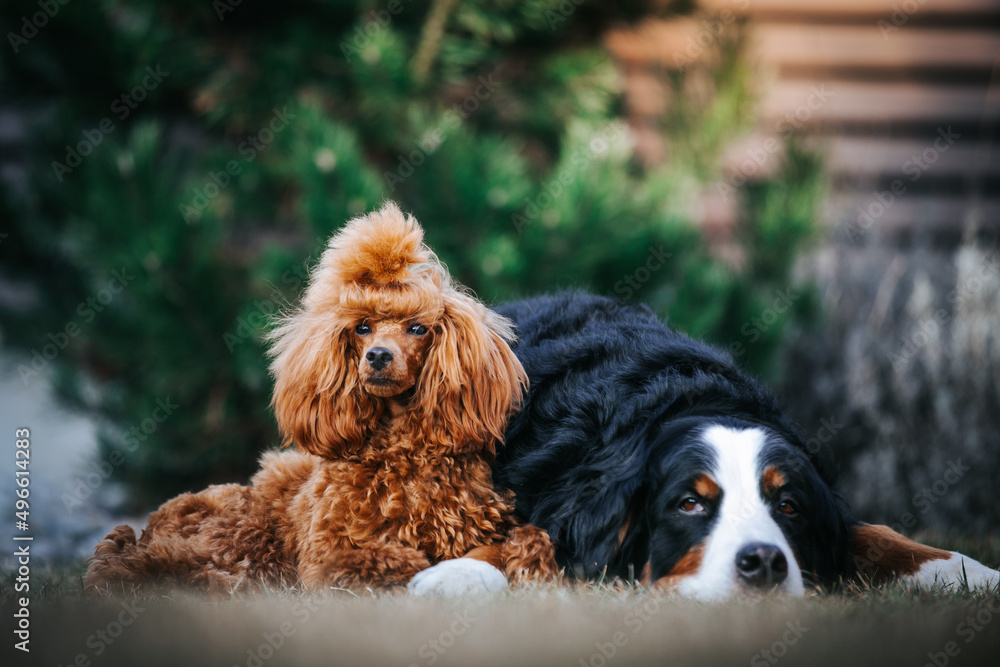 Beautiful red poodle in the colorful summer. Dog in action. Toy poodle Beautiful red poodle in the colorful summer. Dog in action. Toy poodle