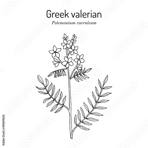 Jacobs-ladder, or Greek valerian polemonium caeruleum , medicinal plant photo