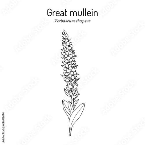 Great mullein Verbascum thapsus , medicinal plant