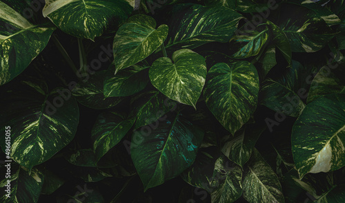 variegate plant for background 