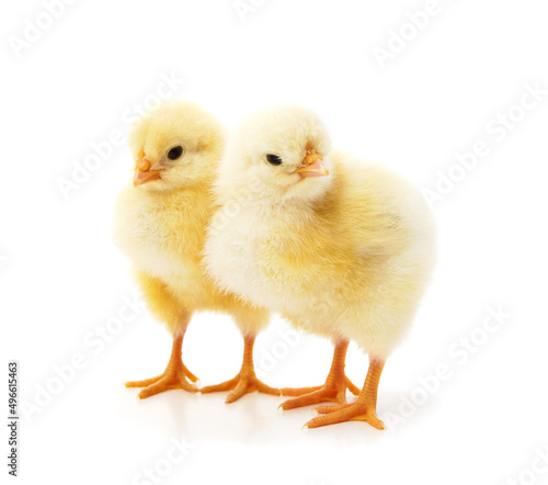 Two yellow small chickens.