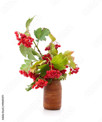 Twig of red viburnum with leaves in weight.
