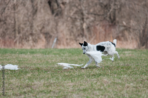 black and white dog catches lure at lure coursing event