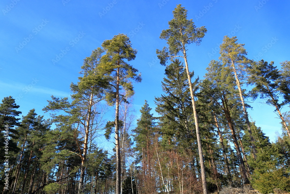Mostly pine forest during spring time. Blue sky and nice weather outside. Sigtuna, Stockholm, Sweden, Europe.