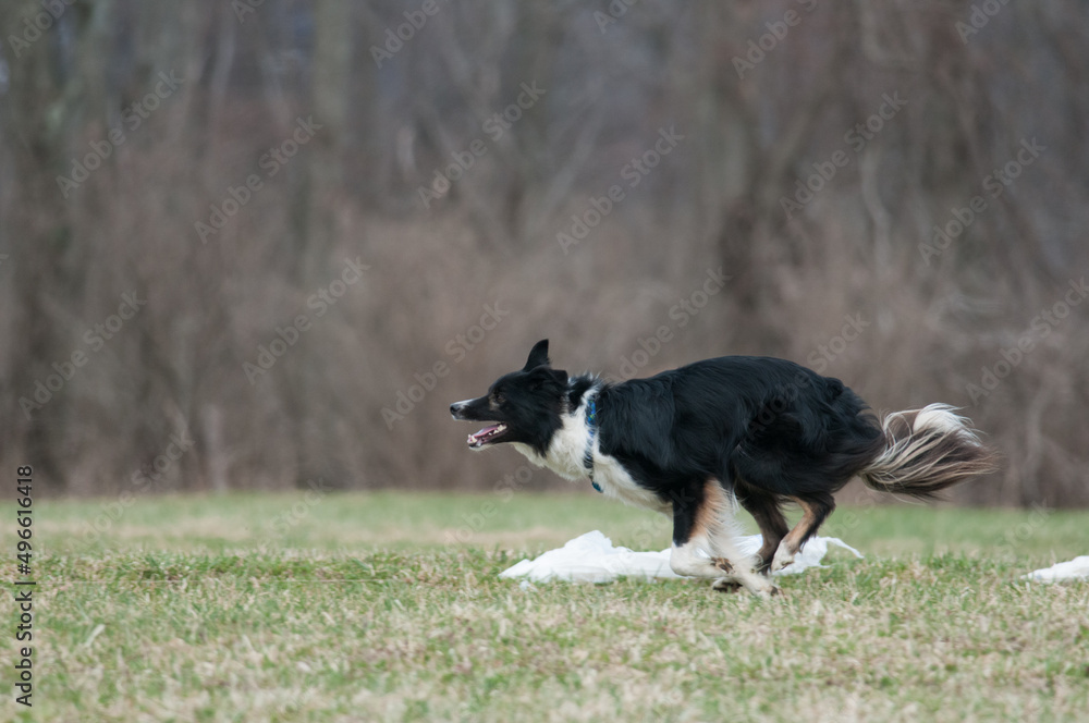 border collie dog at lure coursing